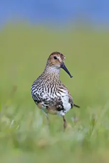 Calidris Prints: Picture No. 10901287