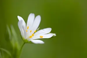 Stitchwort Prints: Picture No. 10901294