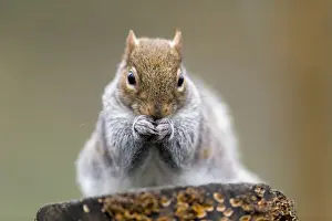 Sciurus Prints: Picture No. 10901295