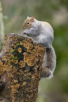 Sciurus Prints: Picture No. 10901296
