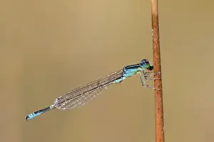Damselflies Prints: Picture No. 10901314