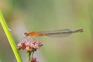 Damselflies Prints: Picture No. 10901315