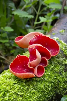 Funghi Prints: Picture No. 10901316