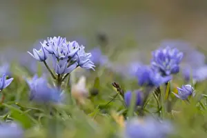 Picture No. 10901325