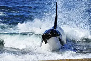 Sealions Prints: Picture No. 10901411