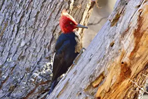 Magellanicus Prints: Picture No. 10901426