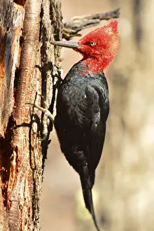Magellanicus Prints: Picture No. 10901430