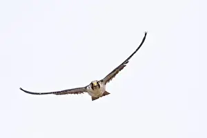 Picture No. 10901458