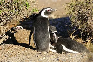 Magellanicus Prints: Picture No. 10901463
