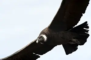 Condor Prints: Picture No. 10901466
