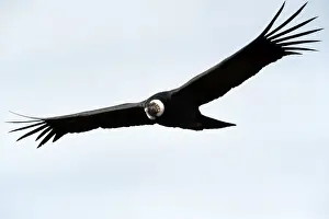 Condor Prints: Picture No. 10901467