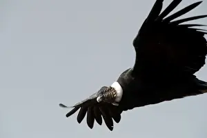 Condor Prints: Picture No. 10901468