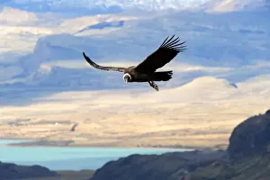 Condor Prints: Picture No. 10901469