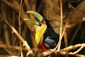 Toucan Prints: Picture No. 10901471