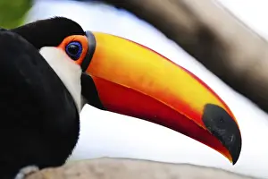 Toucan Prints: Picture No. 10901472