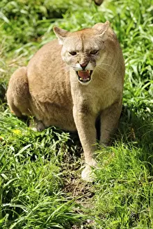 Cougars Prints: Picture No. 10901492