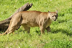Cougars Prints: Picture No. 10901493