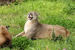 Growling Prints: Picture No. 10901494