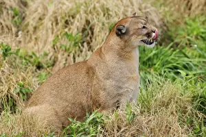 Cougars Prints: Picture No. 10901499