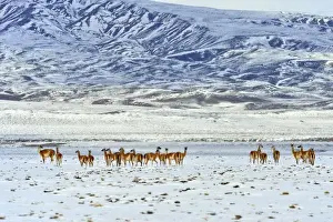Patagonian Prints: Picture No. 10901570