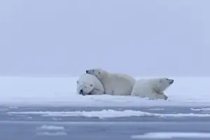 Ursus Prints: Picture No. 10901610