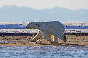 Maritimus Prints: Picture No. 10901672