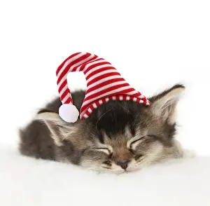 Christmas Prints: Picture No. 10901733