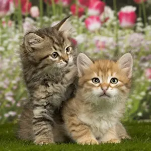 Cat Prints: Picture No. 10901742