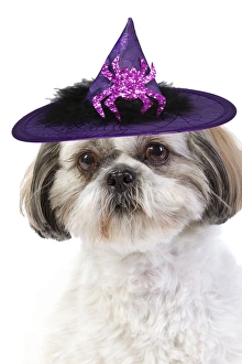 Halloween Collection: Picture No. 10901751