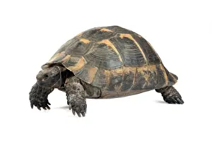 Tortoises Prints: Picture No. 10901752