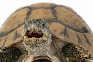 Tortoises Prints: Picture No. 10901757