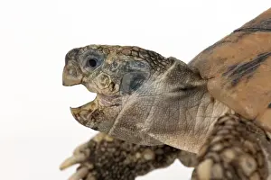 Tortoises Prints: Picture No. 10901758