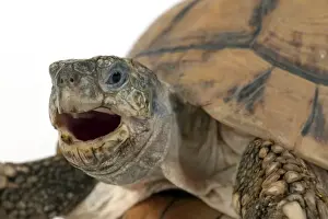 Tortoises Prints: Picture No. 10901759