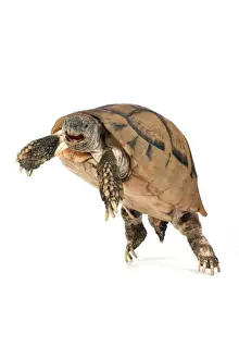 Tortoises Prints: Picture No. 10901762