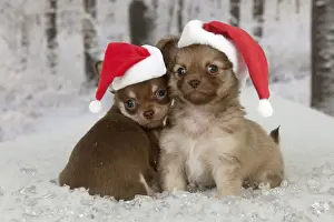 Christmas Prints: Picture No. 10901764