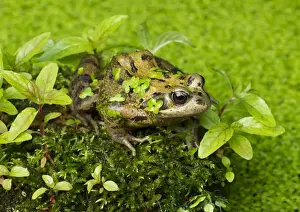 Mossy Prints: Picture No. 10901770
