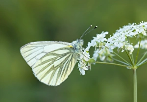 Veined Collection: Picture No. 10901778