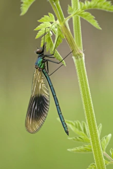 Demoiselle Collection: Picture No. 10901787
