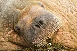Walruses Prints: Picture No. 10901855