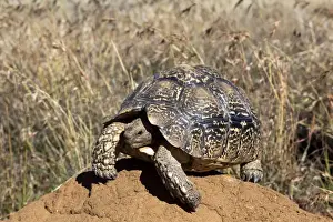 Tortoises Prints: Picture No. 10901899