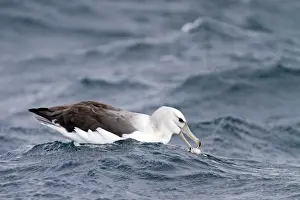 Albatross Prints: Picture No. 10901900