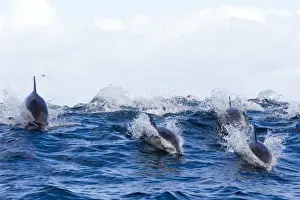 Surfing Prints: Picture No. 10901912