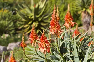Aloe Prints: Picture No. 10901919