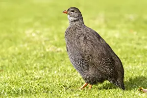 Francolin Prints: Picture No. 10901920