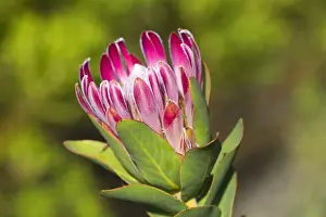 Protea Prints: Picture No. 10901928