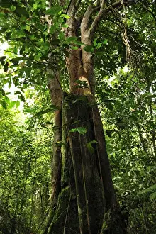 Borneo Prints: Picture No. 10909311