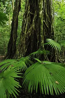Ficus Prints: Picture No. 10909320