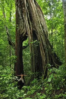Ficus Prints: Picture No. 10909343