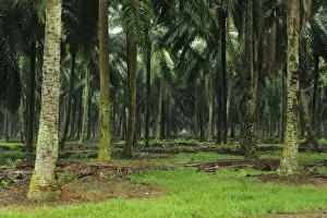 Picture No. 10909377