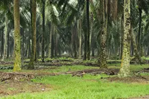 Picture No. 10909378